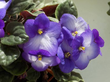 Saintpaulia, Uzamba menekşesi, kapalı menekşe