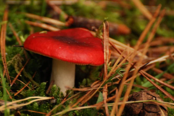 Russula Russula Pers Eine Pilzgattung Der Ordnung Russulales — Stockfoto