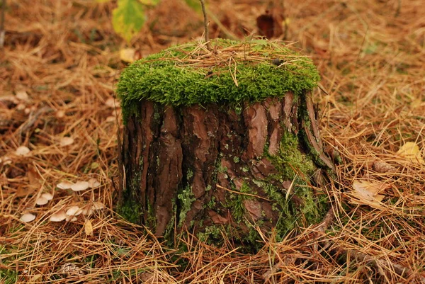 Baumstumpf Mit Moos Bewachsen — Stockfoto