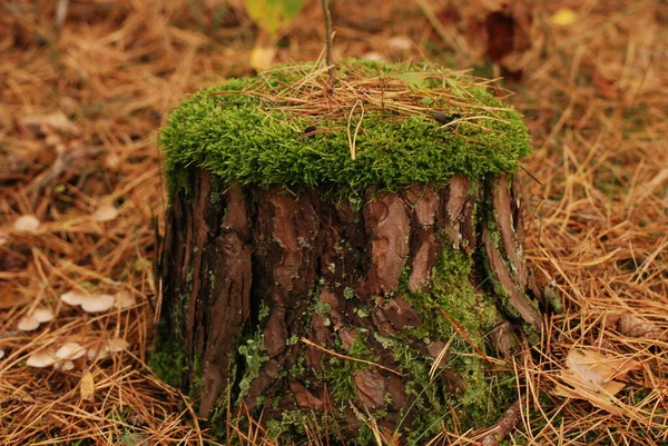 苔で生い茂る切り株 — ストック写真