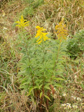 Golden Cowl Canadian (Latin Solidgo canadnsis), bloom, family astropeus, flowers, general view, genus goldenrod, green, leaves, or composite, taç yaprakları, plant, weed, wild, yellow
