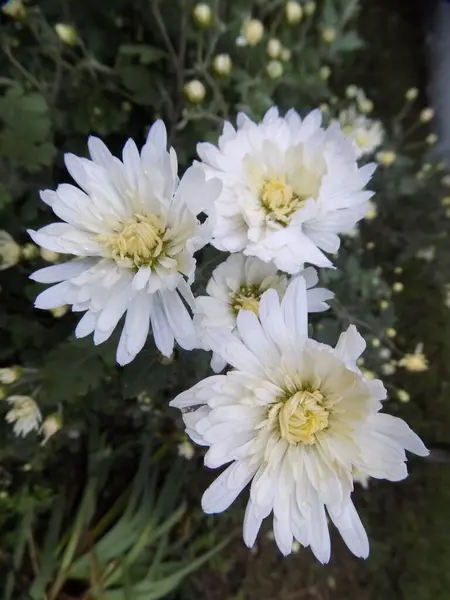 Chrysant Chrysant Een Geslacht Uit Onderfamilie Chrysanten — Stockfoto