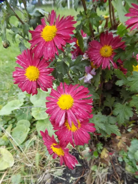 Chrysanthemum Chrysanthemum Род Цветущих Растений Семейства Aster — стоковое фото