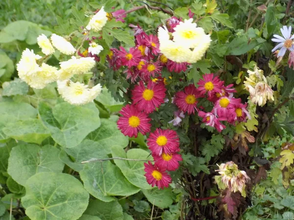 Chrysanthemum Chrysanthemum Род Цветущих Растений Семейства Aster — стоковое фото