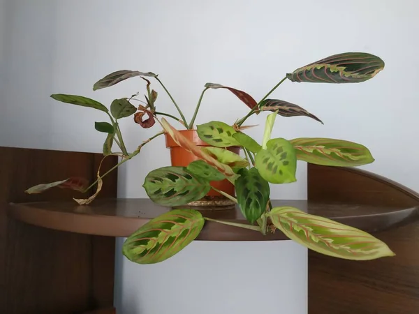 Crowton Lat Crton Género Plantas Familia Euphorbia Euphorbiaceae — Foto de Stock
