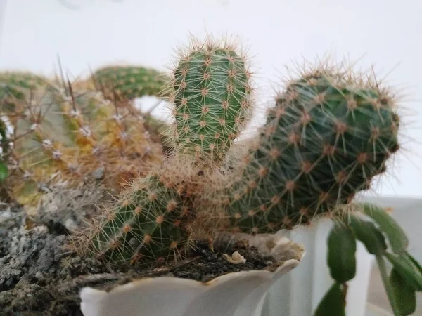 Kaktus Cactaceae Mehukkaiden Neilikkakasvien Perhe Caryophyllales — kuvapankkivalokuva