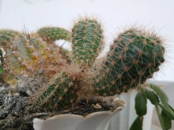 Cactus Cactaceae Οικογένεια Των Χυμωδών Φυτών Της Τάξης Του Γαρύφαλλου — Φωτογραφία Αρχείου