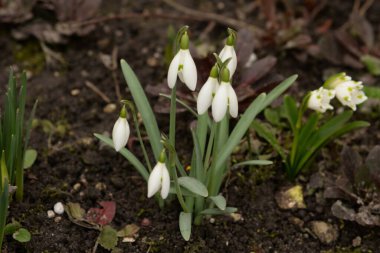 Yaygın kar damlası, beyaz kar damlası (Galanthus nivalis) 