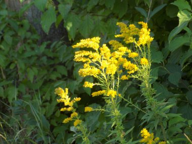 Golden Cowl Canadian (Latin Solidgo canadnsis), bloom, family astropeus, flowers, general view, genus goldenrod, green, leaves, or composite, taç yaprakları, plant, weed, wild, yellow         