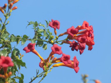 Gereza yaygın (Lcium barbarum L., 1753, çevir omuriliği, çıkıntı)            