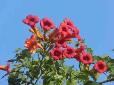 Gereza yaygın (Lcium barbarum L., 1753, çevir omuriliği, çıkıntı)            