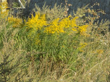 Golden Cowl Canadian (Latin Solidgo canadnsis), bloom, family astropeus, flowers, general view, genus goldenrod, green, leaves, or composite, taç yaprakları, plant, weed, wild, yellow         