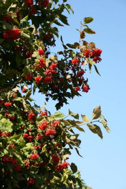 Kalina (Viburnum), Tansy familyasından bir bitki cinsidir.   