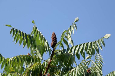Sirke sumac, kısa saçlı sumak, kıllı sumak, sirke ağacı. Eski karışık sonbahar ormanı. Eski karışık sonbahar ormanı. 