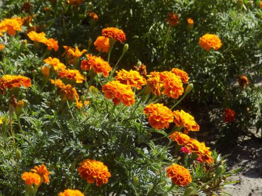  Castle Hill 'in genel manzarası          