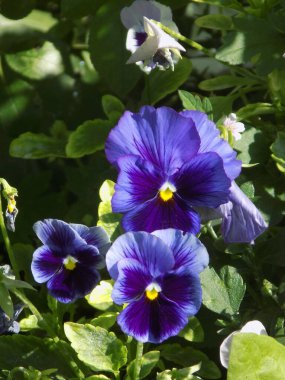 Üç renkli menekşe, vahşi nonoş (Viola üç renkli L.)           