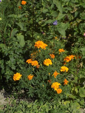  Castle Hill 'in genel manzarası          