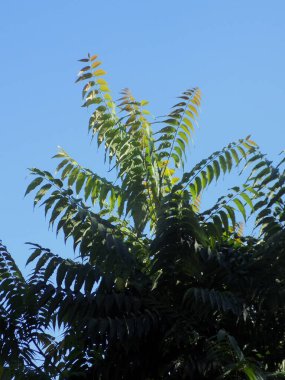Sirke sumac, kısa saçlı sumak, kıllı sumak, sirke ağacı. Eski karışık sonbahar ormanı. Eski karışık sonbahar ormanı.           