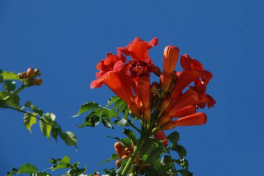 Gereza yaygın (Lcium barbarum L., 1753, çevir omuriliği, çıkıntı)    