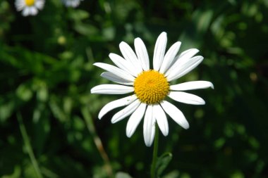 Papatya çayı ya da papatya çayı her yıl yüksek dallı bir bitki cinsidir.  