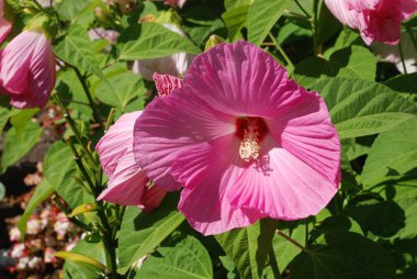 Malva, veya mallow (lat. Mlva)