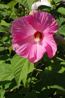 Malva, veya mallow (lat. Mlva)