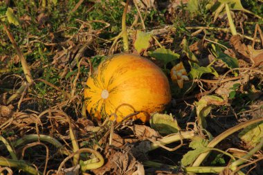 Yaygın bir balkabağı (lat. Cucurbita pepo, balkabağı familyasından bir bitki türü.)