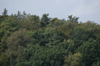 Sessiz köşe güzel doğa. Eski kozalaklı orman.