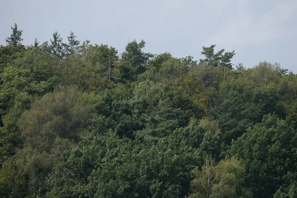 Sessiz köşe güzel doğa. Eski kozalaklı orman.