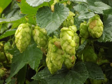 Humulus lupulus (Humulus lupulus), kenevir familyasından bir bitki türü..          