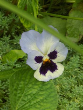 Üç renkli menekşe, vahşi nonoş (Viola üç renkli L.)           