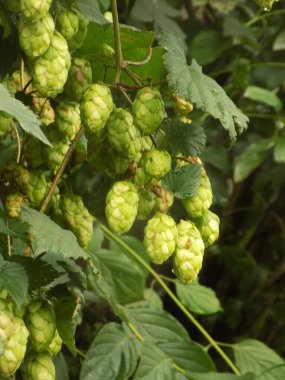 Humulus lupulus (Humulus lupulus), kenevir familyasından bir bitki türü..          