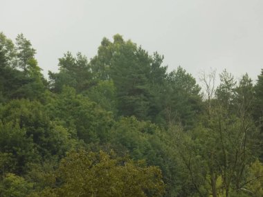 Sessiz köşe güzel doğa. Eski kozalaklı orman.          