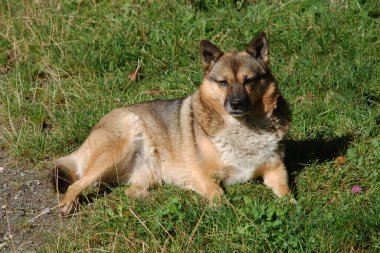 Köpek ya da evcil köpek (Canis lupus familiaris)) 