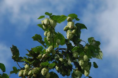 Humulus lupulus (Humulus lupulus), kenevir familyasından bir bitki türü..          