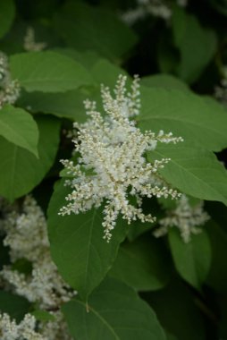 Uzak Doğu Japon karabuğday (Reynoutria japonica)