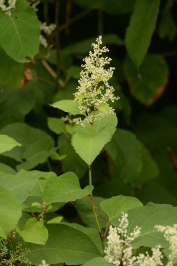 Uzak Doğu Japon karabuğday (Reynoutria japonica)