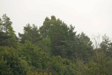 Sessiz köşe güzel doğa. Eski kozalaklı orman. 