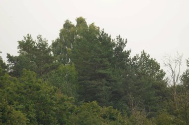 Sessiz köşe güzel doğa. Eski kozalaklı orman. 