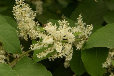 Uzak Doğu Japon karabuğday (Reynoutria japonica)