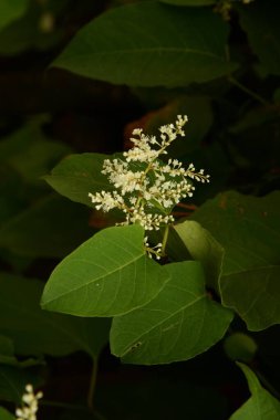 Uzak Doğu Japon karabuğday (Reynoutria japonica)