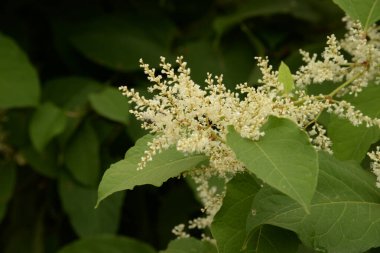 Uzak Doğu Japon karabuğday (Reynoutria japonica)