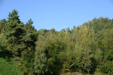 Sessiz köşe güzel doğa. Eski kozalaklı orman.  