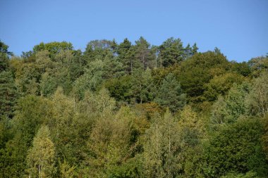 Sessiz köşe güzel doğa. Eski kozalaklı orman.  