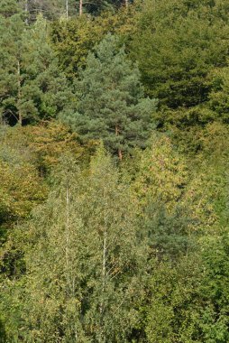 Sessiz köşe güzel doğa. Eski kozalaklı orman.  