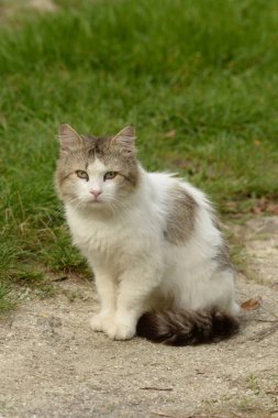 Kedi kedisi (Latince Felis Silvestris catus), kedigiller (Felis) familyasından bir kedi türü.) 