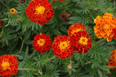 Kadife çiçekleri (Etiketler), kadife kadife çiçekleri