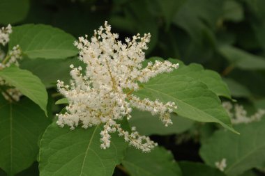 Uzak Doğu Japon karabuğday (Reynoutria japonica)
