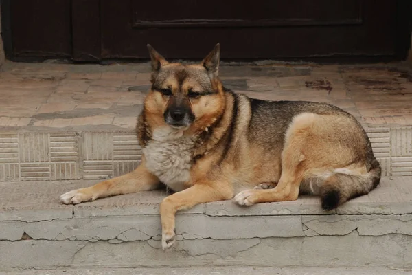 Köpek ya da evcil köpek (Canis lupus familiaris)) 