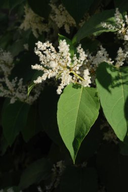 Uzak Doğu Japon karabuğday (Reynoutria japonica)  
